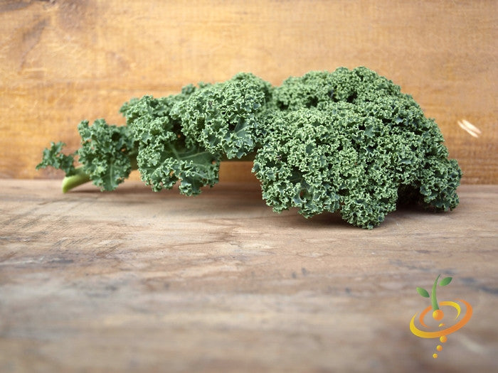 Blue Curled Scotch kale with tightly curled blue-green leaves on wooden surface