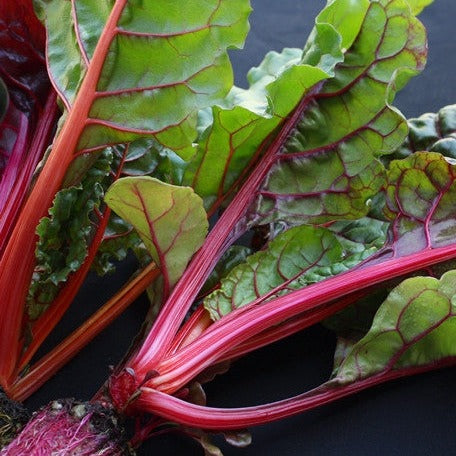 Swiss Chard Magenta Sunset Seeds | Bright, Healthy & Easy to Grow