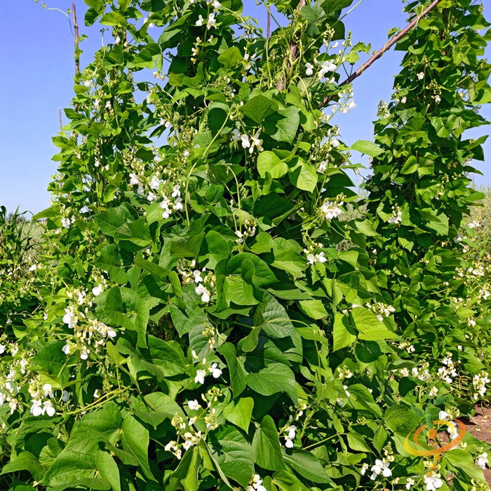 Kentucky Wonder white pole bean seeds from SeedsNow, fresh runner bean seeds for planting in vegetable gardens.