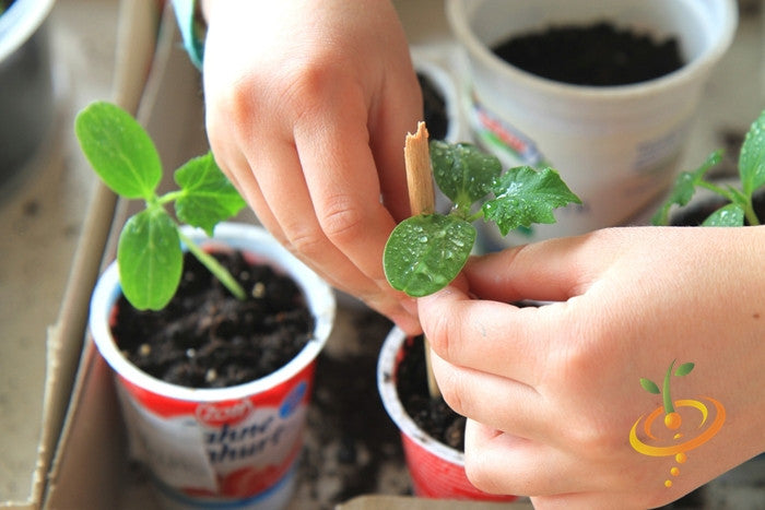 Hands nurturing young Space Master cucumber seedlings in small containers for home gardening.