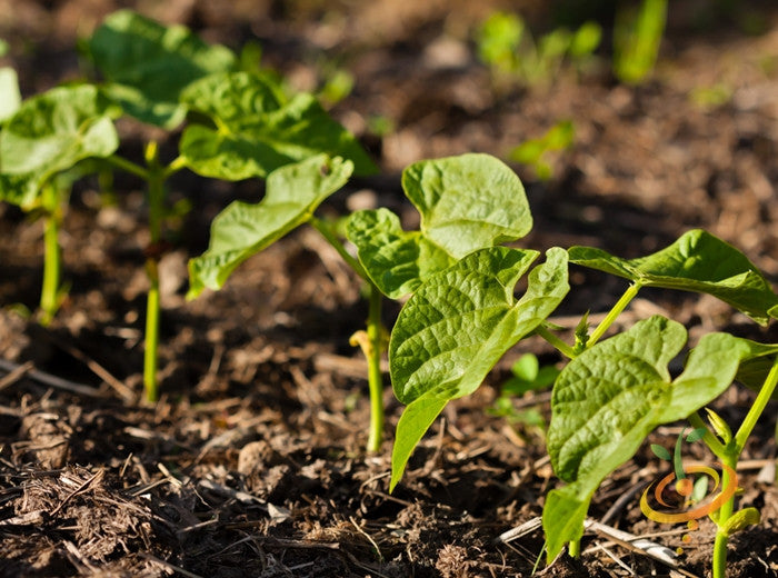 Bush bean seed Contender variety from SeedsNow, showing vibrant green seeds in a close-up view.