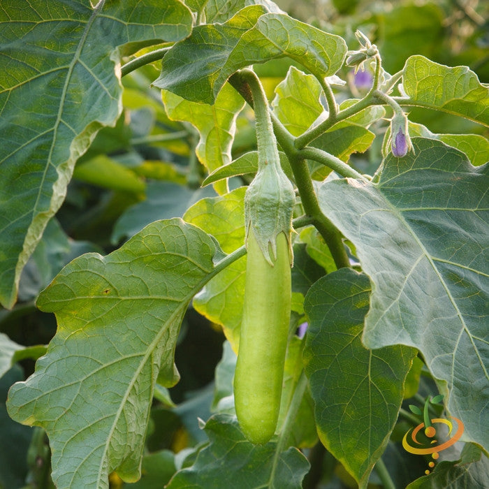 Long green Louisiana eggplant (aubergine) plant with mature purple fruit, grown from SeedsNow seeds in a garden setting.