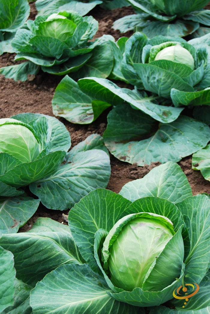 Close-up of Danish Ballhead cabbage heads growing in soil with large green outer leaves