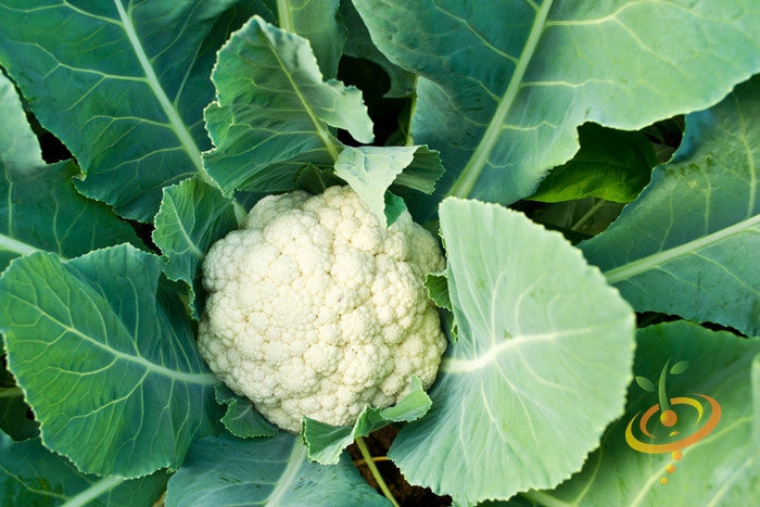 Close-up of a large white cauliflower head surrounded by dark green leaves, Cauliflower - All Year Round seeds variety