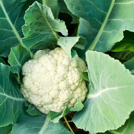 Fresh white cauliflower head surrounded by dark green leaves growing in the garden for all year round seeds