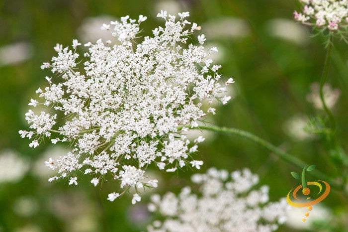 Close-up of white yarrow flower cluster from medicinal herb plant representing yarrow seeds