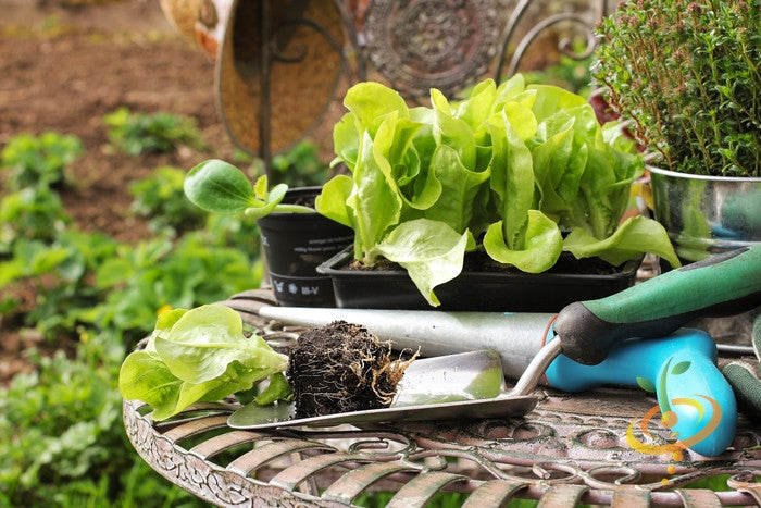 White Boston Butterhead lettuce seeds from SeedsNow, showing small green seeds ideal for planting and growing fresh lettuce.