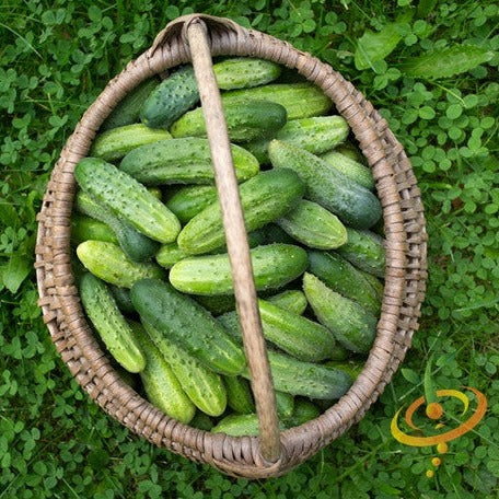 Boston Pickling cucumber seeds from SeedsNow, close-up of fresh cucumber plants with green leaves and developing pickling cucumbers.