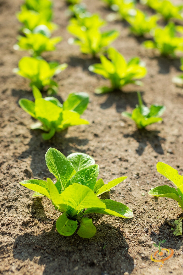 Young Tom Thumb lettuce plants growing in soil in a garden bed.