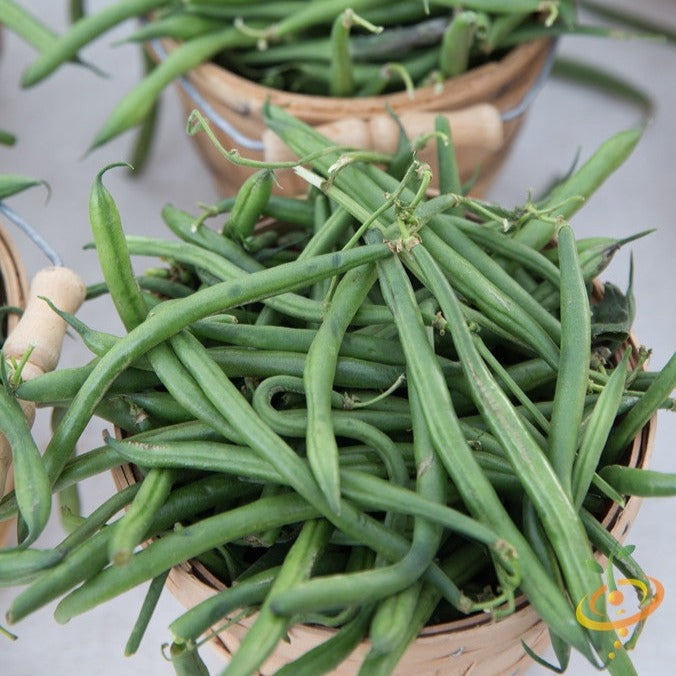 Bush bean plant with lush green foliage and developing bean pods, grown from SeedsNow Provider seeds.