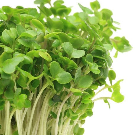 Close-up of fresh green broccoli sprouts microgreens with white stems on white background
