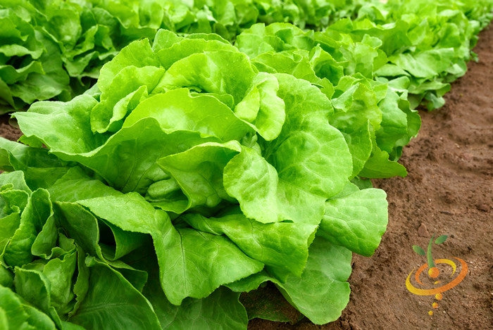 White Boston butterhead lettuce seeds from SeedsNow, showing small green seed packets with lettuce seed illustrations.