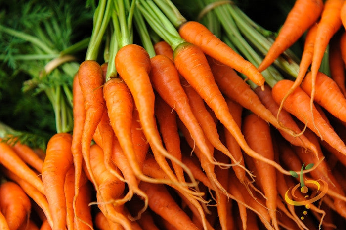 Fresh orange 7-inch long Tendersweet carrots with green tops clustered together