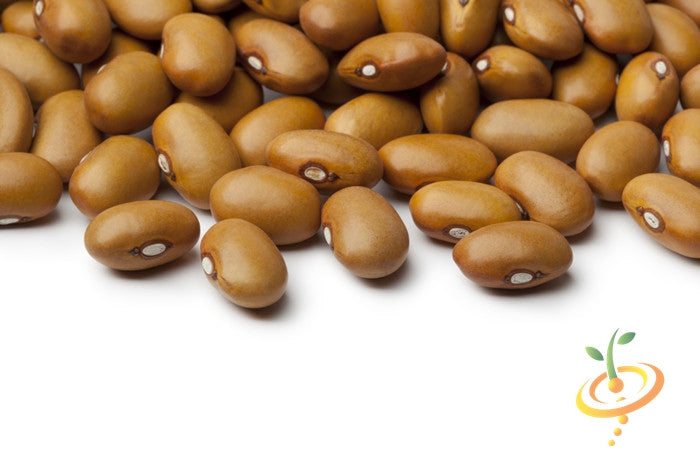 Close-up of Kentucky Wonder Brown pole bean seeds scattered on a white background