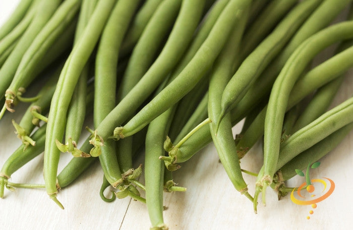 Bush bean plant with green pods, grown from SeedsNow Top Crop bush bean seeds, ready for harvest in a garden setting.
