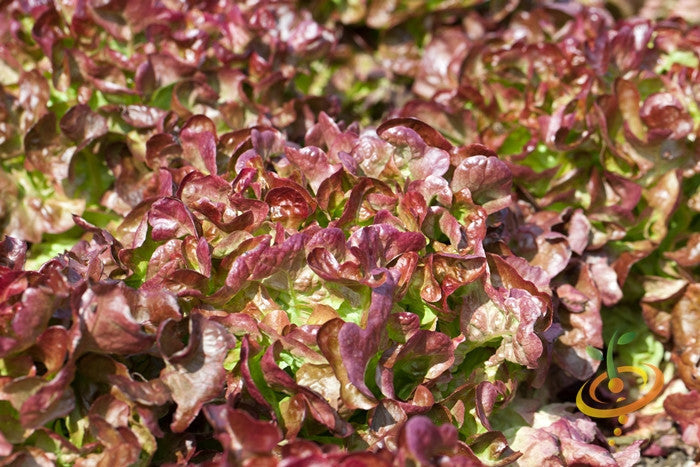 Close-up of red leaf Lettuce Salad Bowl growing in a garden bed
