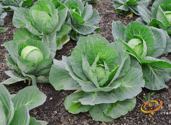 Fresh green cabbage from Copenhagen Seeds, showing a close-up of crisp, leafy vegetable with vibrant layers.