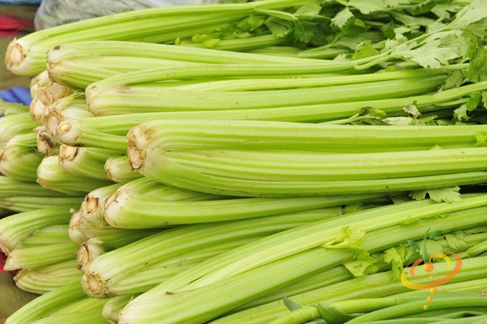 Tall Utah celery plant with green stalks and leafy tops, grown from SeedsNow Celery seeds.