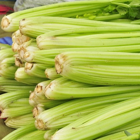 Fresh tall Utah celery plant with vibrant green stalks, grown from SeedsNow celery seeds, ready for harvest.
