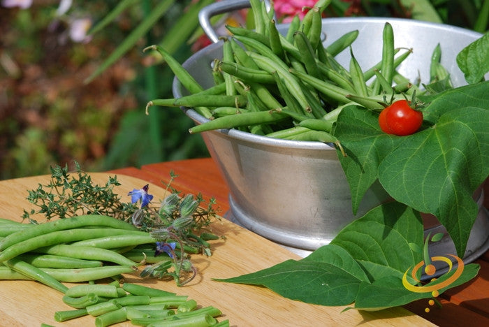 Blue Lake bush bean seeds from SeedsNow, showing fresh seed packets with vibrant blue and green bean illustrations.