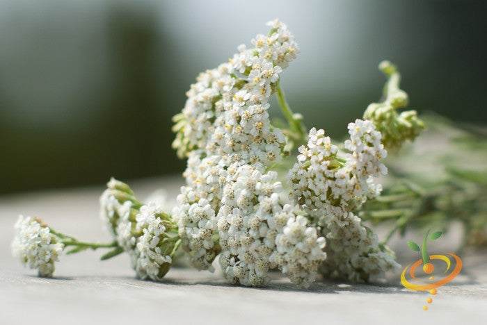 Close-up of white yarrow medicinal herb flowers related to yarrow seeds and healing properties