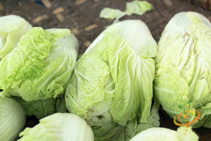 Fresh green heads of Cabbage Charleston Wakefield variety on wooden surface