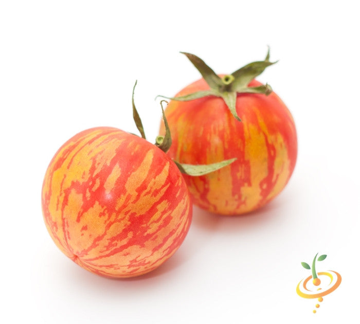 Heirloom Mr. Stripey indeterminate tomato plant with ripe red and yellow striped tomatoes on the vine, ready for harvest.