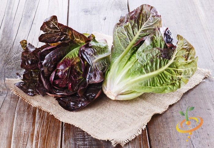 Fresh romaine lettuce heads with red tips on burlap and wooden table, showcasing romaine lettuce seeds variety