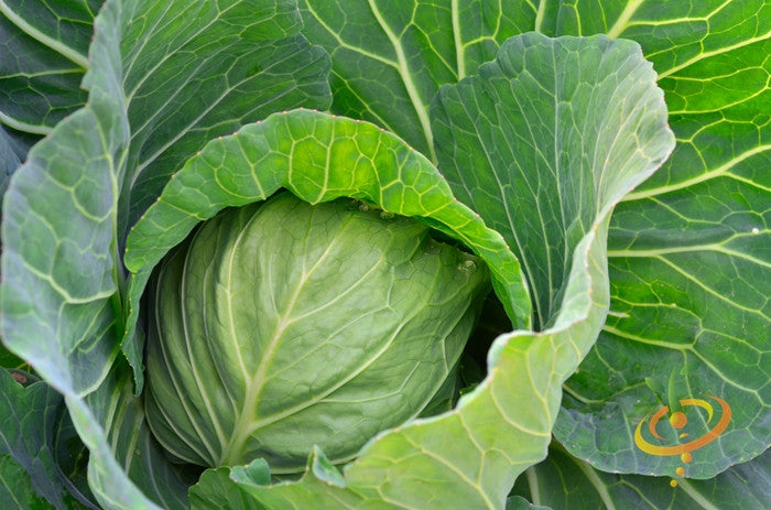 Green Danish Ballhead cabbage growing with large outer leaves and compact inner head