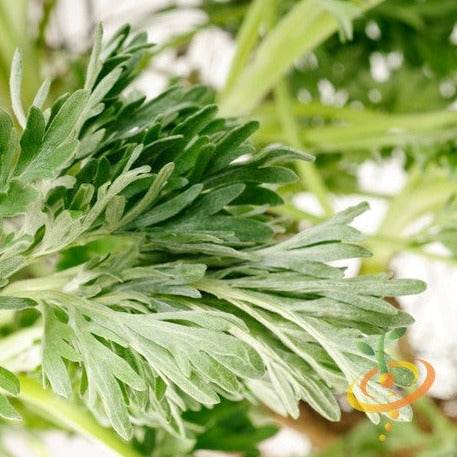 Close-up of fresh green wormwood leaves from Artemisia absinthium plant