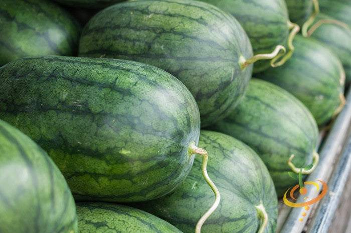 Fresh ripe watermelon from Tom Watson seeds, showcasing vibrant green rind and juicy red interior with black seeds.