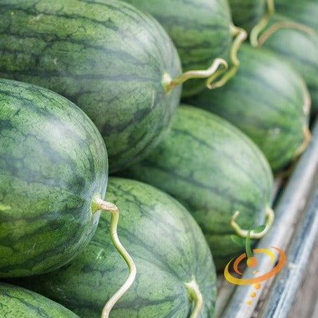 Fresh watermelon from Tom Watson Seeds, showcasing ripe green rind and juicy red interior with black seeds.