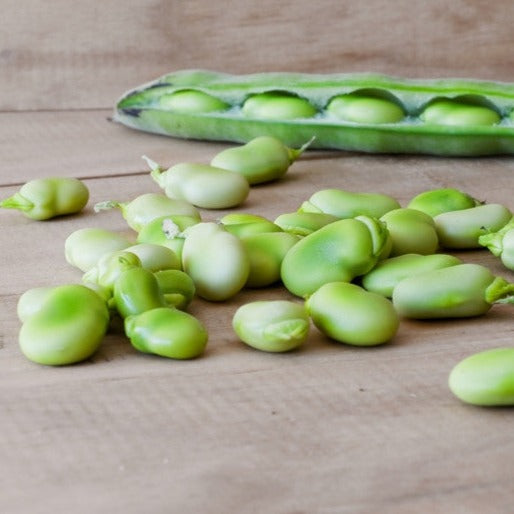 Henderson Lima Bean to buy online in the USA! Heirloom, compact, heat-tolerant plant. USA-quality heirloom organic non-GMO seeds to plant in your organic vegetable garden!