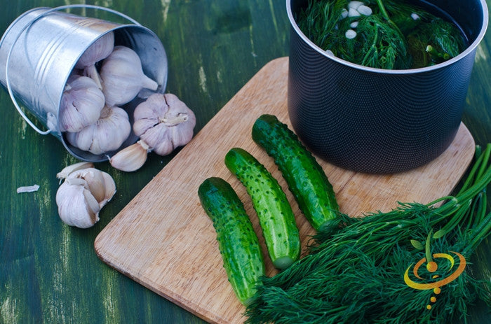 Fresh cucumbers with garlic and dill for National Pickling seeds