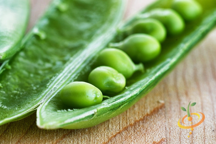 Close-up of fresh green sugar snap peas with visible peas inside the pod