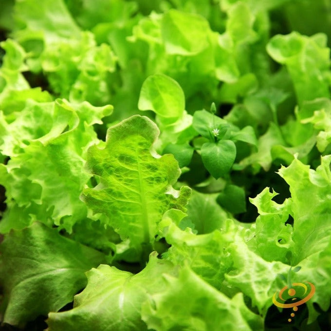 Salad Bowl Green Lettuce leaves growing in a garden.