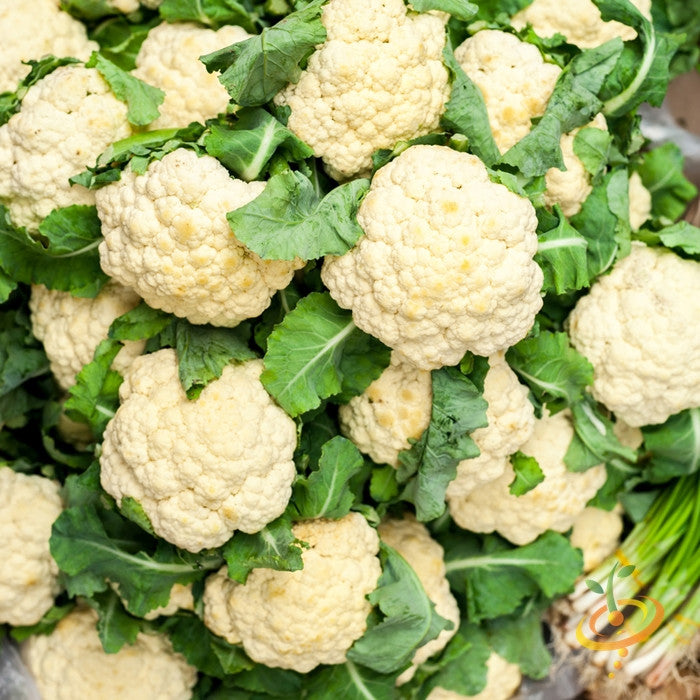Fresh white cauliflower heads with dark green leaves, ideal for all year round planting