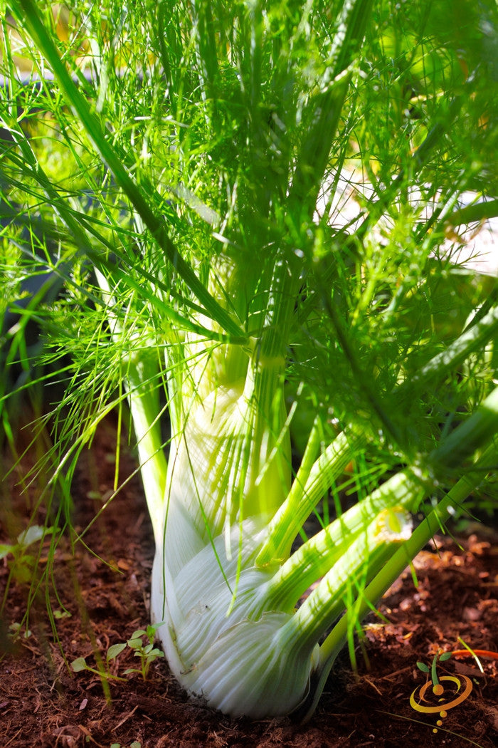 Fresh Florence fennel seeds from SeedsNow, showing green fennel bulbs and feathery fronds on a white background.