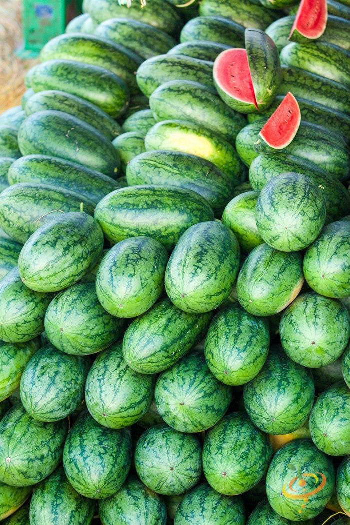 Pile of large, ripe All Sweet watermelons with bright red flesh cut open on top