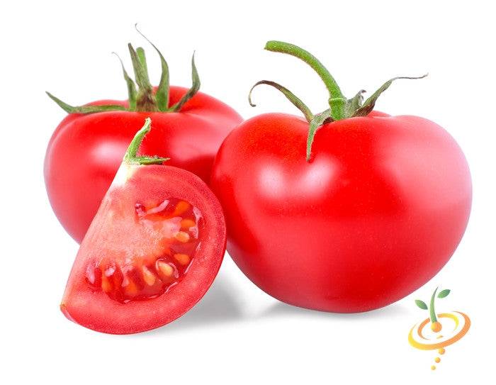 Tomato - Rutgers Seeds | Bright red medium Rutgers tomatoes with smooth skin, one sliced to show juicy interior, on white background