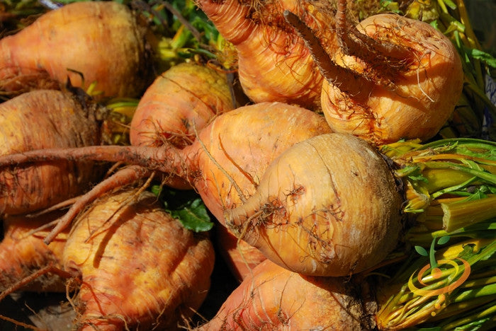 Close-up of Golden Detroit beets with round orange roots and green stems, freshly harvested.