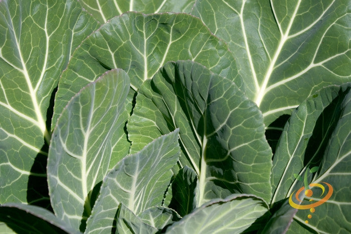 Fresh green Morris Heading collard seeds from SeedsNow shown in a close-up image.