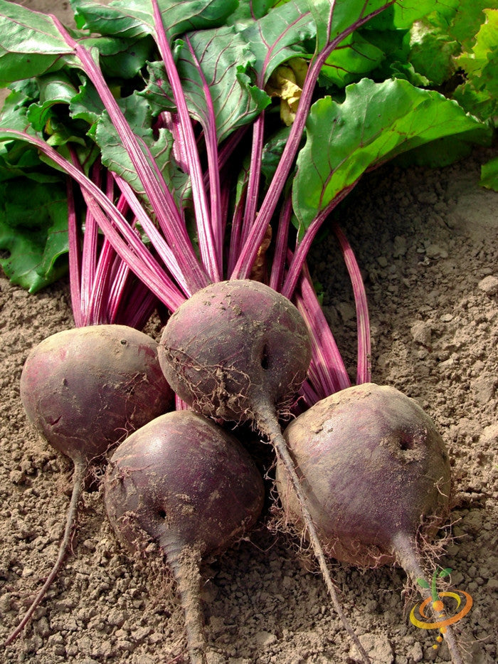 Dark red Detroit beet seeds from SeedsNow, showing fresh seed packets for planting and gardening.