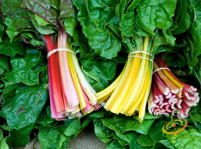 Bundles of yellow and red stalked Swiss chard leaves on fresh green foliage, showcasing Yellow Canary Swiss Chard seeds variety.