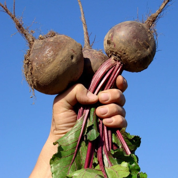 Buy NON-GMO Detroit Dark Red beet seeds for sale online in the USA from SeedsNow.com