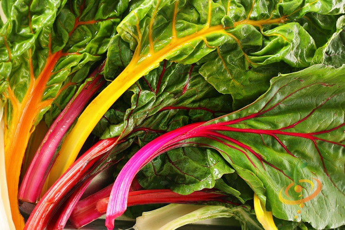 Close-up of vibrant Yellow Canary Swiss Chard leaves with bright yellow and red stems