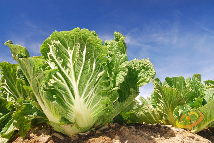 Michihili cabbage plants growing in soil under a clear blue sky