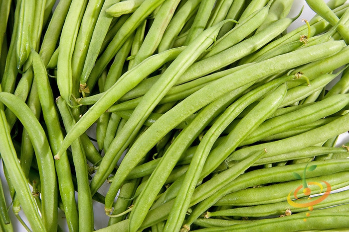 Bush bean plant with green beans growing on the plant, ready for harvest, from SeedsNow Top Crop seed variety.