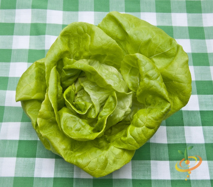 Fresh Summer Bibb lettuce growing in a garden, organic SeedsNow lettuce seed packet, vibrant green leafy vegetable.