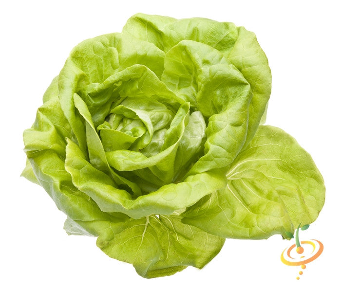 Fresh Summer Bibb lettuce growing from SeedsNow seed packet, vibrant green leafy lettuce on a garden bed